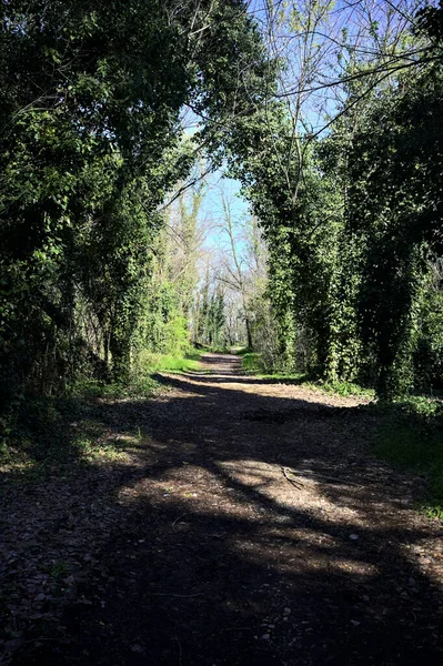 Camino Tierra Sombra Con Árbol Arqueado Bosque Día Soleado — Foto de Stock
