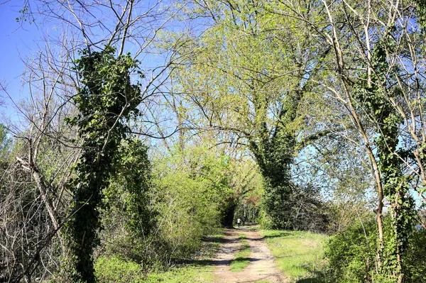 stock image Path in a park next to a lake on a sunny day