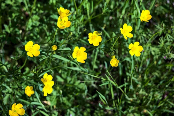 Sárga Vadvirágok Fűben Közelről — Stock Fotó