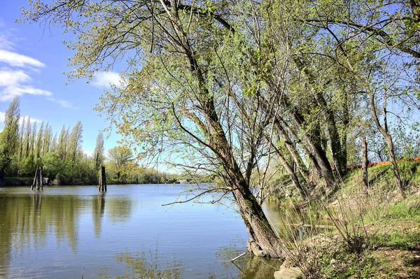 在阳光明媚的日子里 一条在森林里有木杆的河流的入海口 — 图库照片