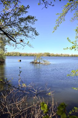 Ağaçlarla çevrili bir ormanda göl kıyısının yanındaki sudaki bir grup ağaç.
