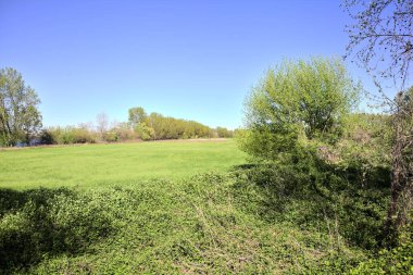 Ağaçlarla çevrili güneşli bir günde, bir ormanda açık alan.