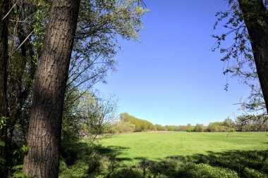 Ağaçlarla çevrili güneşli bir günde, bir ormanda açık alan.