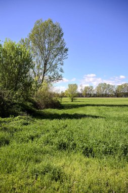 Baharda İtalya kırsalında güneşli bir günde, ormanın ortasında bir çayır.