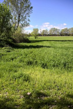 Baharda İtalya kırsalında güneşli bir günde, ormanın ortasında bir çayır.