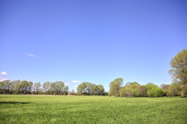 Baharda İtalya kırsalında güneşli bir günde, ormanın ortasında bir çayır.