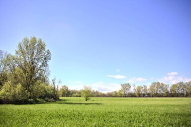 Baharda İtalya kırsalında güneşli bir günde, ormanın ortasında bir çayır.