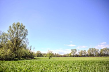 Baharda İtalya kırsalında güneşli bir günde, ormanın ortasında bir çayır.