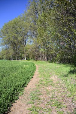 Güneşli bir günde, ormanın açık alanındaki kavak ağaçlarının yanındaki çimlerde yol.