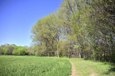 Güneşli bir günde, ormanın açık alanındaki kavak ağaçlarının yanındaki çimlerde yol.