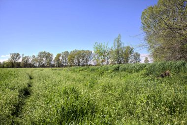 Güneşli bir günde, ormanın açık alanındaki kavak ağaçlarının yanındaki çimlerde yol.