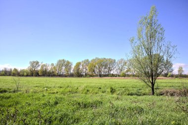 Baharda İtalya kırsalında güneşli bir günde, ormanın ortasında bir çayır.