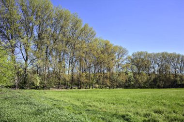 Güneşli bir günde, ormanın açık alanındaki kavak ağaçlarının yanındaki çimlerde yol.