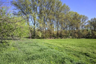 Güneşli bir günde, ormanın açık alanındaki kavak ağaçlarının yanındaki çimlerde yol.