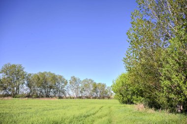 Güneşli bir günde, ormanın açık alanındaki kavak ağaçlarının yanındaki çimlerde yol.