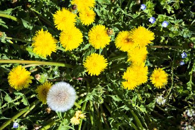 Çimlerde açan karahindibalar yakından görülüyor.