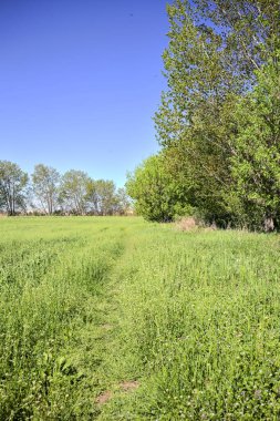 Güneşli bir günde, ormanın açık alanındaki kavak ağaçlarının yanındaki çimlerde yol.
