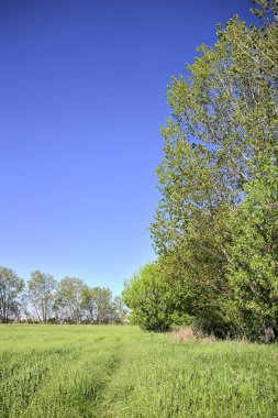 Güneşli bir günde, ormanın açık alanındaki kavak ağaçlarının yanındaki çimlerde yol.