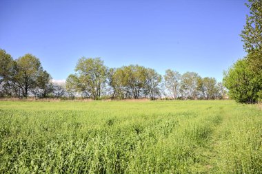 Güneşli bir günde, ormanın açık alanındaki kavak ağaçlarının yanındaki çimlerde yol.