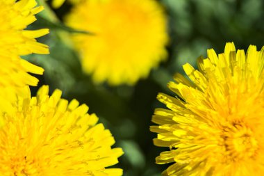 Çimlerde açan karahindibalar yakından görülüyor.
