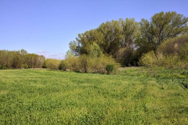 Baharda İtalya kırsalında güneşli bir günde, ormanın ortasında bir çayır.