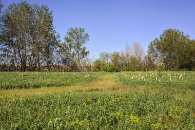 Baharda İtalya kırsalında güneşli bir günde, ormanın ortasında bir çayır.