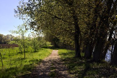 İtalya kırsalında güneşli bir günde ormandaki ağaçlarla çevrili bir çayırın yanındaki toprak yol.