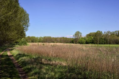 İtalya kırsalında güneşli bir günde ormandaki ağaçlarla çevrili bir çayırın yanındaki toprak yol.