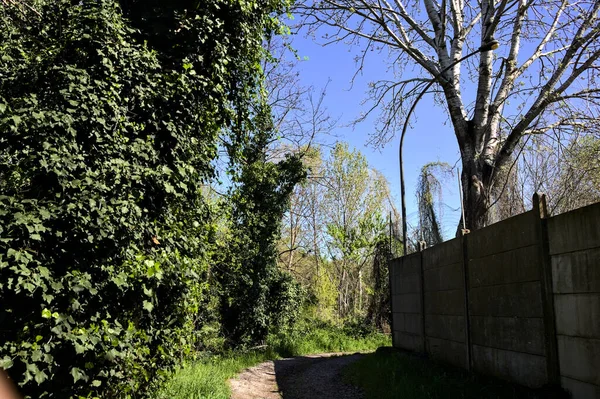Path Bordered Concrete Boundary Wall Industrial Complex Forest Sunny Day — Stock Photo, Image