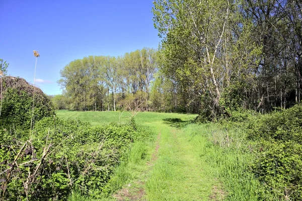 Path Grass Next Poplars Open Space Forest Sunny Day — Stock Photo, Image