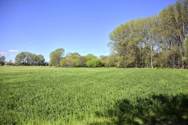 stock image Meadow in the middle of a forest on a sunny day in the italian contryside in spring