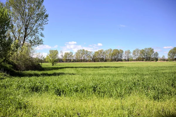 stock image Meadow in the middle of a forest on a sunny day in the italian contryside in spring