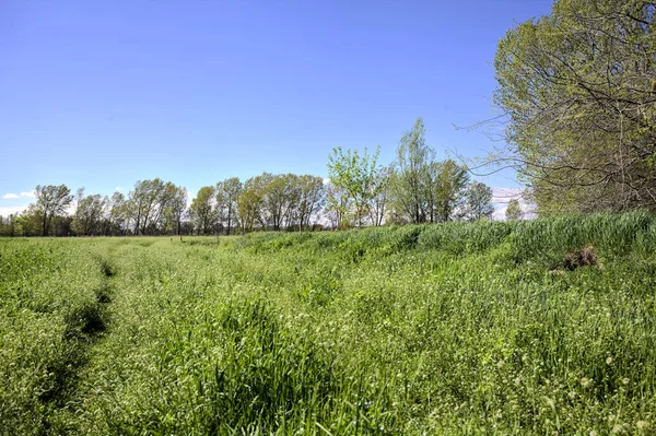 Path in the grass next to poplars in the open space of a forest on a sunny day