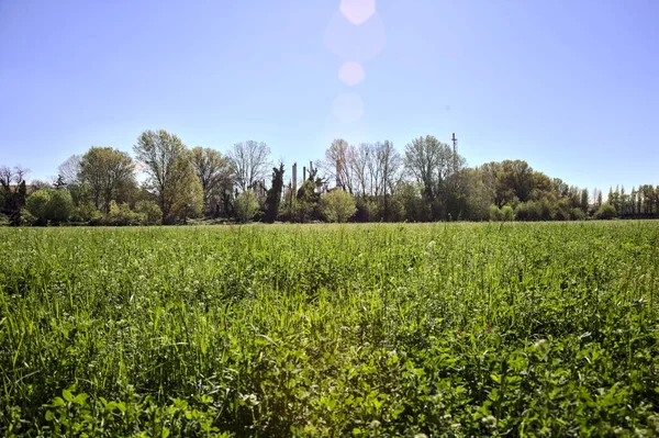 Stock image Meadow in the middle of a forest on a sunny day in the italian contryside in spring