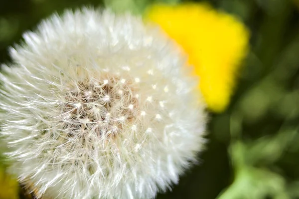 Pampelišky Kvetou Trávě Zblízka — Stock fotografie