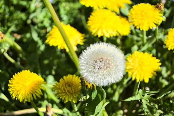 Pissenlits Fleurs Dans Herbe Vue Près — Photo