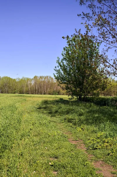 Path in the grass next to poplars in the open space of a forest on a sunny day