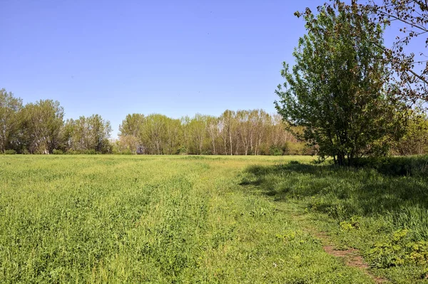 stock image Path in the grass next to poplars in the open space of a forest on a sunny day