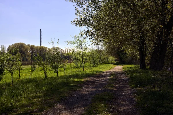 Dirt Path Next Meadow Bordered Trees Forest Sunny Day Italian — Stock Photo, Image