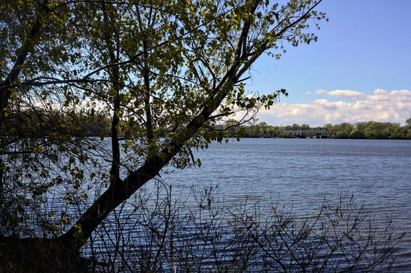 远处的湖岸上 有一棵拱形的树框在水面之上 — 图库照片