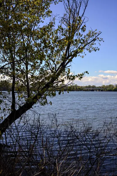 Sjön Och Stranden Fjärran Inramad Ett Välvande Träd Ovanför Vattnet — Stockfoto