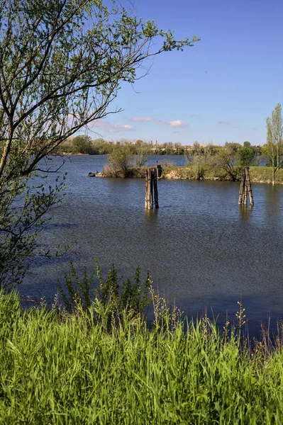 stock image Inlet of a river with wooden poles in a forest on a sunny day