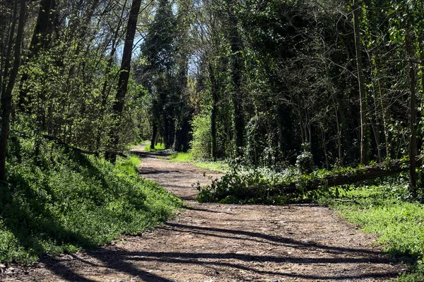Camino Tierra Bosque Con Árbol Caído Bloqueando Camino Día Soleado —  Fotos de Stock