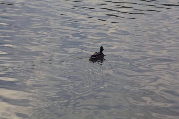 Маллард Плаває Озері Під Час Заходу Сонця — стокове фото