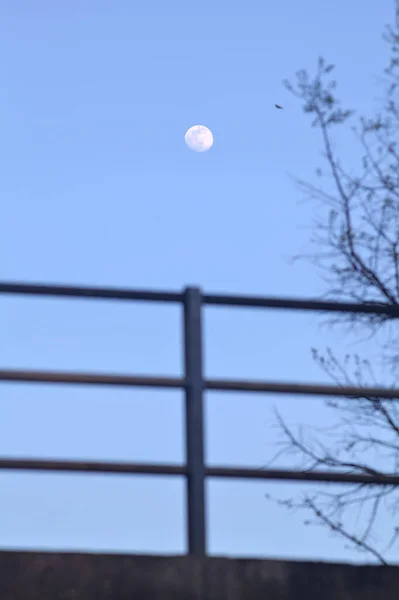 黄昏时分 天空晴朗 远处有满月 有栏杆 有一株光秃秃的植物 — 图库照片
