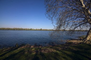 Gün batımında suyun üzerinde uzanan dalları ile göl kıyısındaki neredeyse çıplak çınar akçaağaç.