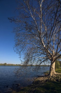 Gün batımında suyun üzerinde uzanan dalları ile göl kıyısındaki neredeyse çıplak çınar akçaağaç.