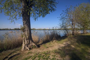 Gün batımında göl kıyısında bir parkta yol.