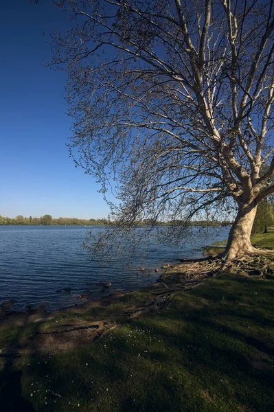Érable Sycomore Presque Bord Lac Avec Ses Branches Qui Étendent — Photo