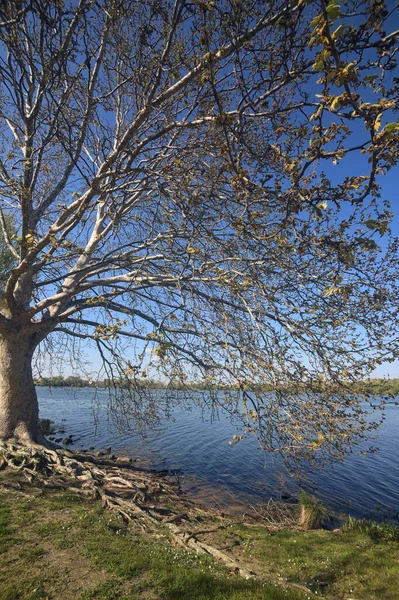 Prawie Goły Klon Sycamore Nad Brzegiem Jeziora Gałęziami Rozciągającymi Się — Zdjęcie stockowe